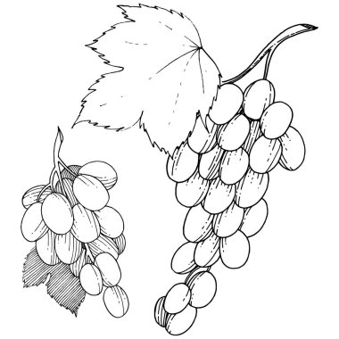 Üzüm sağlıklı gıda izole bir vektör tarzı. Meyve tam adı: üzüm. Vektör arka plan, doku, sarıcı desen veya menü yabani meyve.