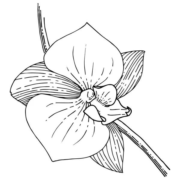Orhid 花在矢量样式分离 植物全名 Orhid 包装图案 框架或边框的矢量花 — 图库矢量图片