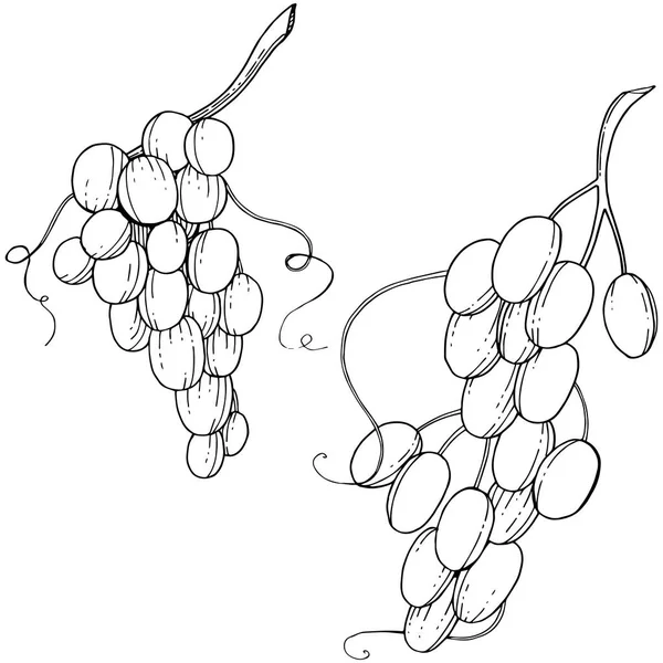 Raisin Alimentation Saine Dans Style Vectoriel Isolé Nom Complet Fruit — Image vectorielle