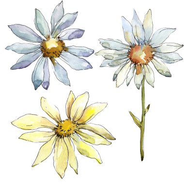 Beyaz papatya çiçek. Botanik çiçek. İzole illüstrasyon öğesi. Arka plan, doku, sarıcı desen, çerçeve veya kenarlık için Aquarelle kır çiçeği.