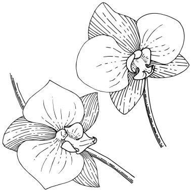 Orhid çiçek izole bir vektör tarzı. Bitki tam adı: orhid. Arka plan, doku, sarıcı desen, çerçeve veya kenarlık için vektör çiçek.