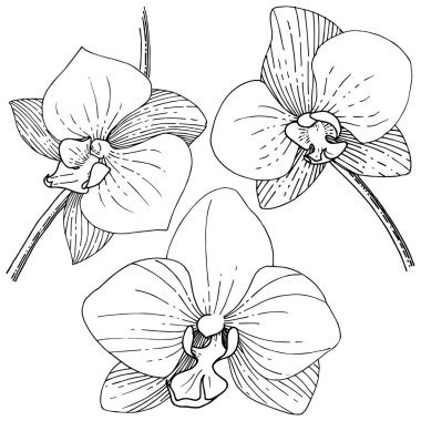 Orhid çiçek izole bir vektör tarzı. Bitki tam adı: orhid. Arka plan, doku, sarıcı desen, çerçeve veya kenarlık için vektör çiçek.