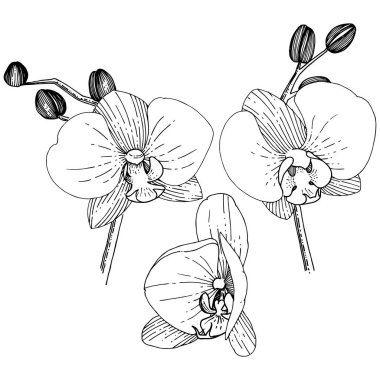 Orhid çiçek izole bir vektör tarzı. Bitki tam adı: orhid. Arka plan, doku, sarıcı desen, çerçeve veya kenarlık için vektör çiçek.