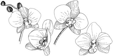 Orhid çiçek izole bir vektör tarzı. Bitki tam adı: orhid. Arka plan, doku, sarıcı desen, çerçeve veya kenarlık için vektör çiçek.