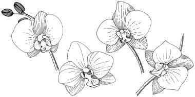 Orhid çiçek izole bir vektör tarzı. Bitki tam adı: orhid. Arka plan, doku, sarıcı desen, çerçeve veya kenarlık için vektör çiçek.