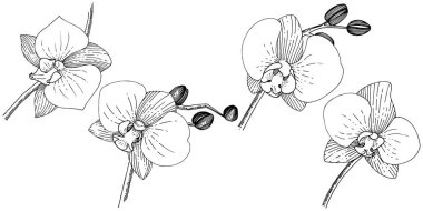 Orhid çiçek izole bir vektör tarzı. Bitki tam adı: orhid. Arka plan, doku, sarıcı desen, çerçeve veya kenarlık için vektör çiçek.