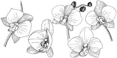 Orhid çiçek izole bir vektör tarzı. Bitki tam adı: orhid. Arka plan, doku, sarıcı desen, çerçeve veya kenarlık için vektör çiçek.