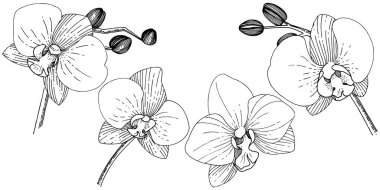 Orhid çiçek izole bir vektör tarzı. Bitki tam adı: orhid. Arka plan, doku, sarıcı desen, çerçeve veya kenarlık için vektör çiçek.