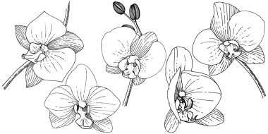 Orhid çiçek izole bir vektör tarzı. Bitki tam adı: orhid. Arka plan, doku, sarıcı desen, çerçeve veya kenarlık için vektör çiçek.