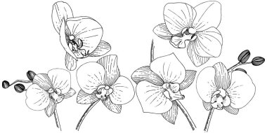 Orhid çiçek izole bir vektör tarzı. Bitki tam adı: orhid. Arka plan, doku, sarıcı desen, çerçeve veya kenarlık için vektör çiçek.