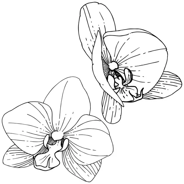스타일에서 Orhid 꽃입니다 식물의 Orhid 프레임 테두리에 — 스톡 벡터