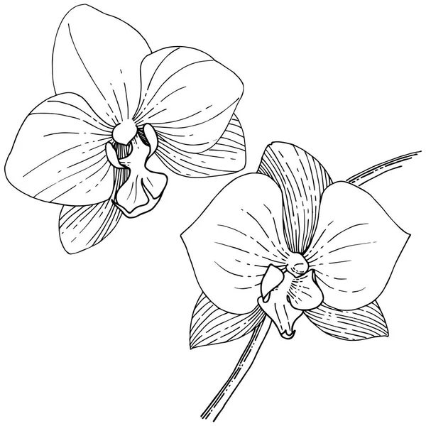 스타일에서 Orhid 꽃입니다 식물의 Orhid 프레임 테두리에 — 스톡 벡터