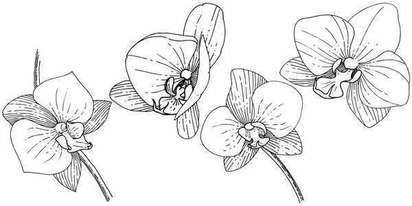 Orhid Bloem Een Vector Stijl Geïsoleerd Volledige Naam Van Plant — Stockvector