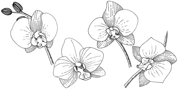 스타일에서 Orhid 꽃입니다 식물의 Orhid 프레임 테두리에 — 스톡 벡터