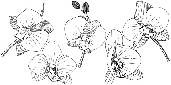 Orhid 花在矢量样式分离 植物全名 Orhid 包装图案 框架或边框的矢量花 — 图库矢量图片