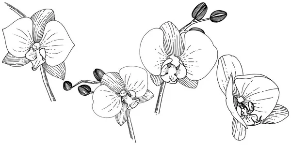 Orhidea Kosbor Virág Elszigetelt Vektor Stílusban Növény Neve Orhidea Kosbor — Stock Vector