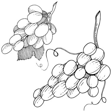 Üzüm sağlıklı gıda izole bir vektör tarzı. Meyve tam adı: üzüm. Vektör arka plan, doku, sarıcı desen veya menü yabani meyve.