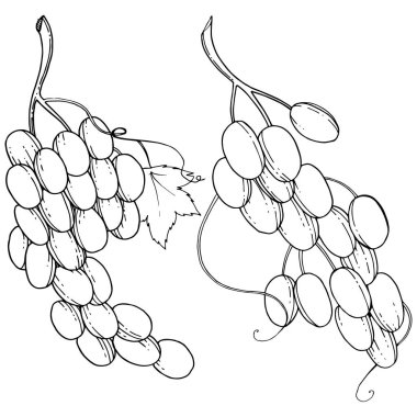 Üzüm sağlıklı gıda izole bir vektör tarzı. Meyve tam adı: üzüm. Vektör arka plan, doku, sarıcı desen veya menü yabani meyve.