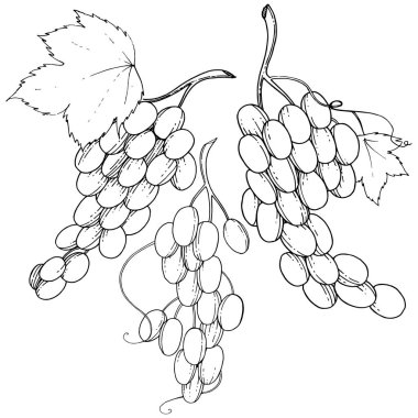 Üzüm sağlıklı gıda izole bir vektör tarzı. Meyve tam adı: üzüm. Vektör arka plan, doku, sarıcı desen veya menü yabani meyve.