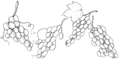Üzüm sağlıklı gıda izole bir vektör tarzı. Meyve tam adı: üzüm. Vektör arka plan, doku, sarıcı desen veya menü yabani meyve.