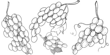 Üzüm sağlıklı gıda izole bir vektör tarzı. Meyve tam adı: üzüm. Vektör arka plan, doku, sarıcı desen veya menü yabani meyve.