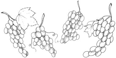 Üzüm sağlıklı gıda izole bir vektör tarzı. Meyve tam adı: üzüm. Vektör arka plan, doku, sarıcı desen veya menü yabani meyve.