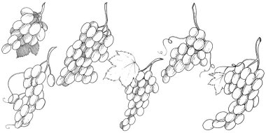 Üzüm sağlıklı gıda izole bir vektör tarzı. Meyve tam adı: üzüm. Vektör arka plan, doku, sarıcı desen veya menü yabani meyve.