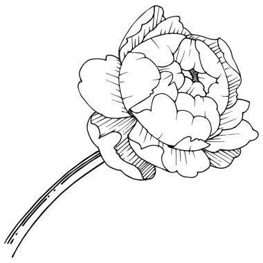 Şakayık Çiçeği izole bir vektör tarzı. Arka plan, doku, sarıcı desen, çerçeve veya kenarlık için vektör çiçek.