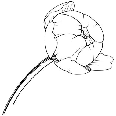 Şakayık Çiçeği izole bir vektör tarzı. Arka plan, doku, sarıcı desen, çerçeve veya kenarlık için vektör çiçek.