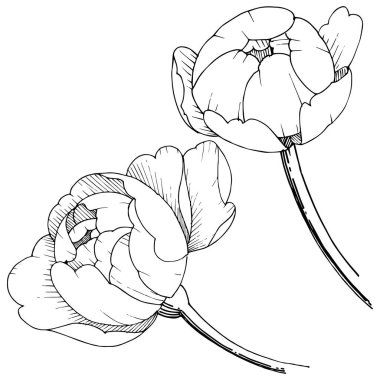 Şakayık Çiçeği izole bir vektör tarzı. Arka plan, doku, sarıcı desen, çerçeve veya kenarlık için vektör çiçek.