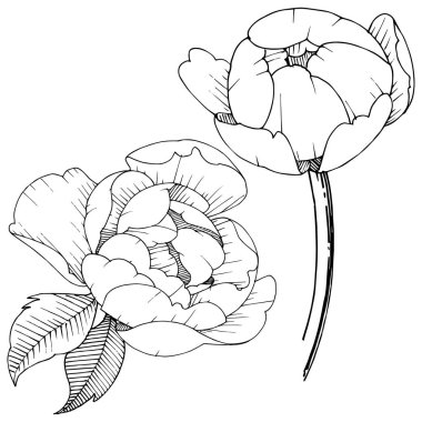 Şakayık Çiçeği izole bir vektör tarzı. Arka plan, doku, sarıcı desen, çerçeve veya kenarlık için vektör çiçek.