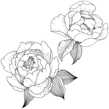 Şakayık Çiçeği izole bir vektör tarzı. Arka plan, doku, sarıcı desen, çerçeve veya kenarlık için vektör çiçek.