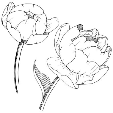 Şakayık Çiçeği izole bir vektör tarzı. Arka plan, doku, sarıcı desen, çerçeve veya kenarlık için vektör çiçek.