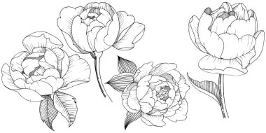 Şakayık Çiçeği izole bir vektör tarzı. Arka plan, doku, sarıcı desen, çerçeve veya kenarlık için vektör çiçek.