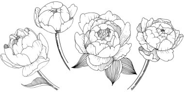 Şakayık Çiçeği izole bir vektör tarzı. Arka plan, doku, sarıcı desen, çerçeve veya kenarlık için vektör çiçek.