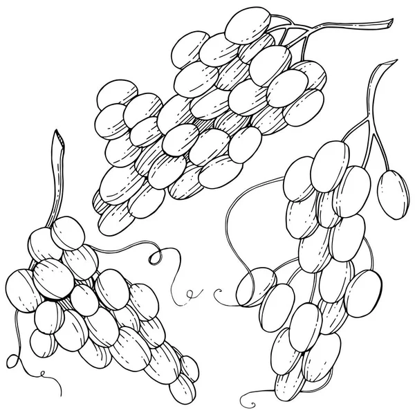 Szőlő Egészséges Élelmiszer Elszigetelt Vektor Stílusban Teljes Név Gyümölcs Szőlő — Stock Vector