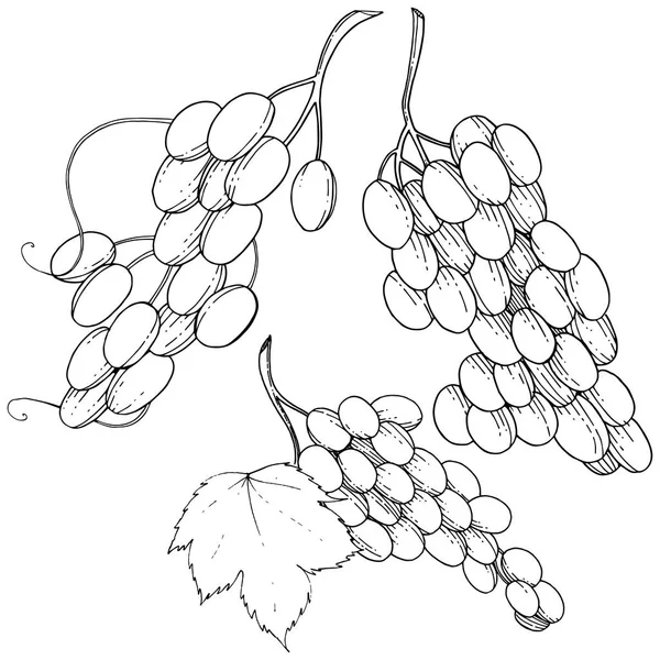 Raisin Alimentation Saine Dans Style Vectoriel Isolé Nom Complet Fruit — Image vectorielle