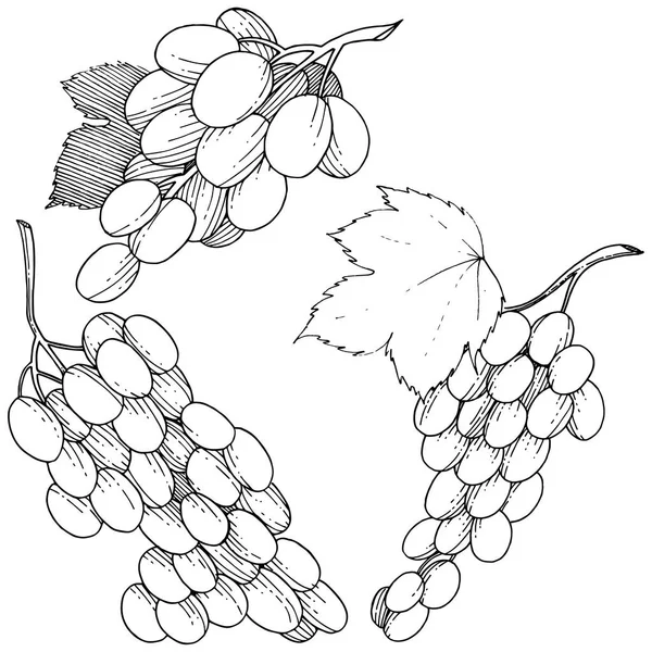 Виноград Здорової Їжі Векторному Стилі Ізольовано Повна Назва Фрукта Виноград — стоковий вектор
