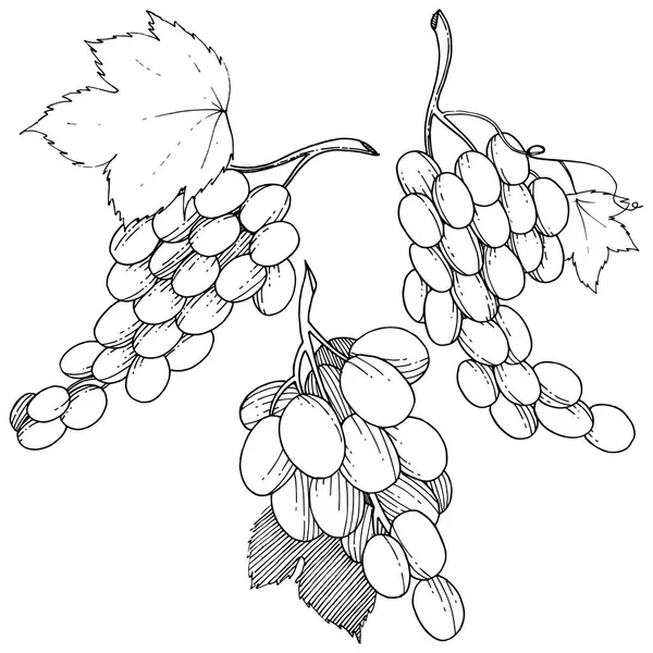 分離ベクトル スタイルでブドウの健康食品 果物の完全な名前 ブドウ ベクトルの背景 テクスチャ ラッパー パターンまたはメニューの野生の果実 — ストックベクタ