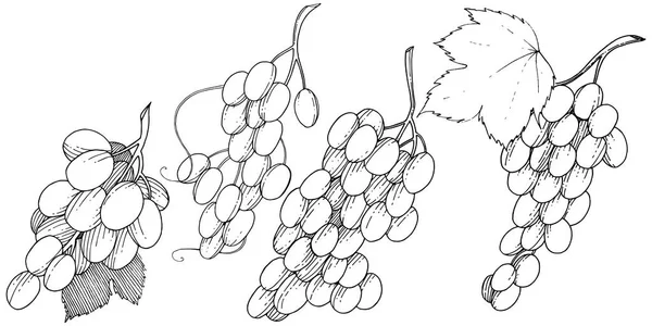 Trauben Gesunde Nahrung Einem Vektorstil Isoliert Voller Name Der Frucht — Stockvektor