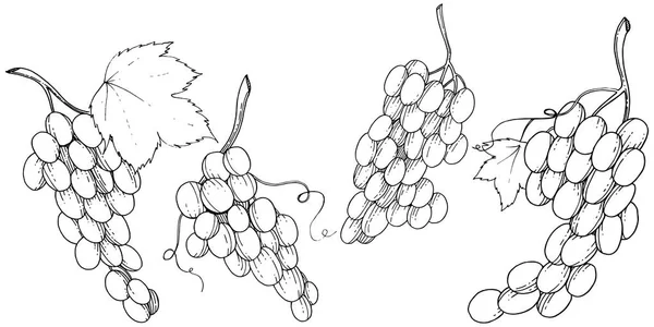 Grape Hälsosam Mat Vektor Stil Isolerade Fullständigt Namn Frukt Druva — Stock vektor