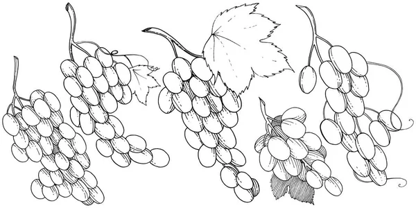 Uva Alimentos Saludables Estilo Vectorial Aislado Nombre Completo Fruta Uva — Archivo Imágenes Vectoriales