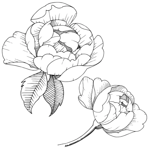 Peony Bloem Een Vector Stijl Geïsoleerd Vector Bloem Voor Achtergrond — Stockvector