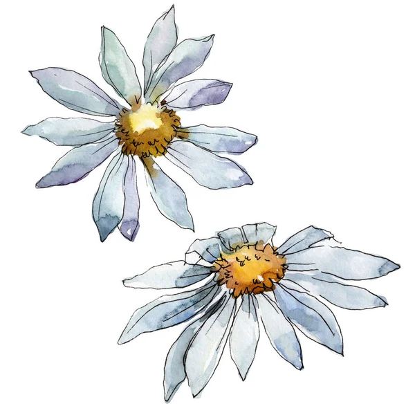 White Daisy Flower Floral Botanical Flower Isolated Illustration Element Aquarelle — Stock Photo, Image