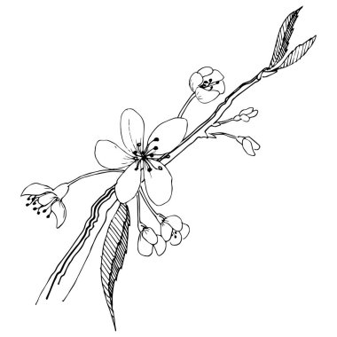 Elma ağacı izole bir vektör tarzı. Bitki tam adı: elma ağacı. Arka plan, doku, sarıcı desen, çerçeve veya kenarlık için vektör çiçek.