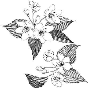 Elma ağacı izole bir vektör tarzı. Bitki tam adı: elma ağacı. Arka plan, doku, sarıcı desen, çerçeve veya kenarlık için vektör çiçek.