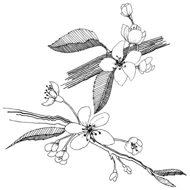 Elma ağacı izole bir vektör tarzı. Bitki tam adı: elma ağacı. Arka plan, doku, sarıcı desen, çerçeve veya kenarlık için vektör çiçek.