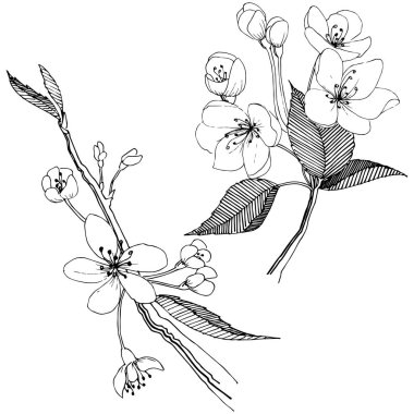 Elma ağacı izole bir vektör tarzı. Bitki tam adı: elma ağacı. Arka plan, doku, sarıcı desen, çerçeve veya kenarlık için vektör çiçek.