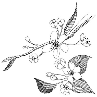 Elma ağacı izole bir vektör tarzı. Bitki tam adı: elma ağacı. Arka plan, doku, sarıcı desen, çerçeve veya kenarlık için vektör çiçek.