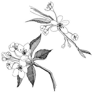 Elma ağacı izole bir vektör tarzı. Bitki tam adı: elma ağacı. Arka plan, doku, sarıcı desen, çerçeve veya kenarlık için vektör çiçek.